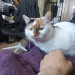 Trendy White Knitted Tee with Patch - Summer Style Essential photo review