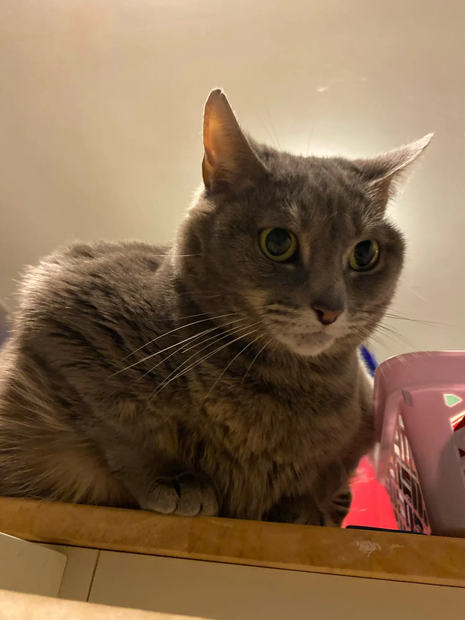 Luxe Sleeveless Lace Tank Top for Effortless Summer Style photo review