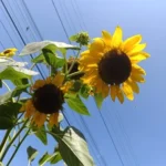 Trendy Black Y2 K Crop Tank - Stretchy Cotton Summer Essential photo review