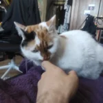 Trendy White Knitted Tee with Patch - Summer Style Essential photo review