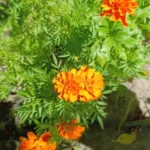 Trendy Black Y2 K Crop Tank - Stretchy Cotton Summer Essential photo review